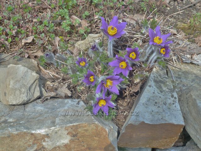 Kostelec nad Orlicí - koniklec luční v zámeckém parku