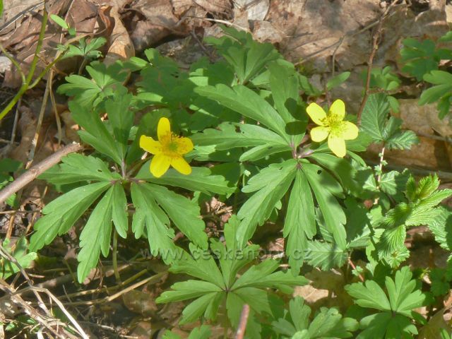 Kostelec nad Orlicí - sasanka pryskyřníkovitá v zámeckém parku