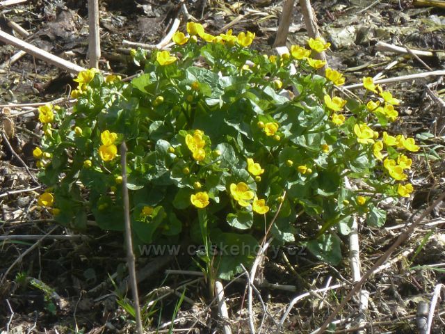 Častolovice - blatouch bahenní na břehu náhonu Alba