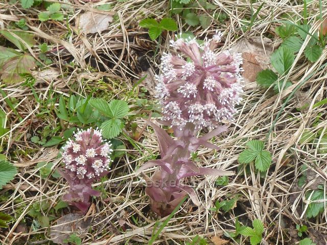 Horní Orlice - devětsil lékařský na břehu horního toku Tiché Orlice