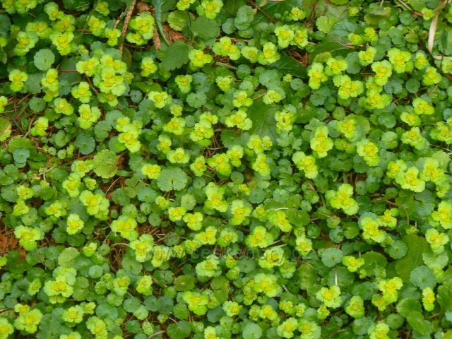 Horní Orlice - mokrýš střídavolistý na břehu jedné ze zdrojnic Tiché Orlice na úbočí Jeřábu