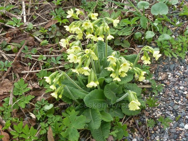 Dolní Hedeč - prvosenka jarní (petrklíč) u Hraběcí stezky