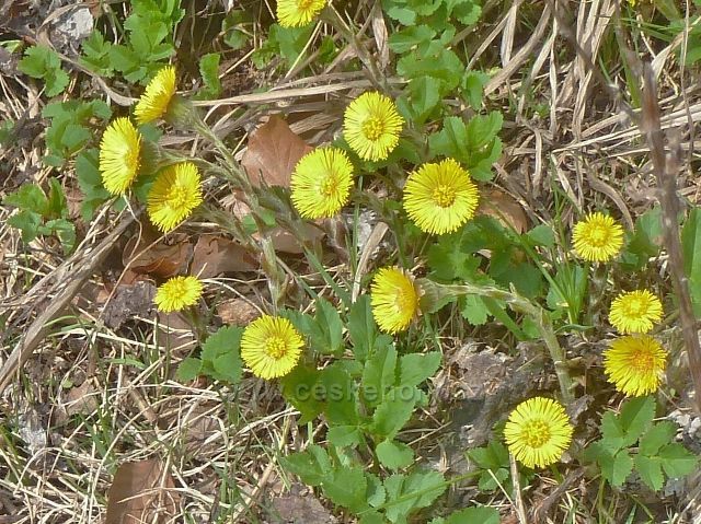 Horní Orlice - podběl lékařský kolem vrstevnicové cesty po úbočí Lískovce