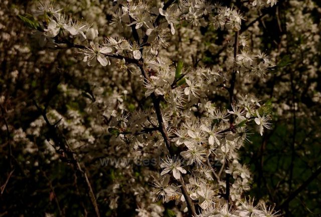 Hanušovická vrchovina