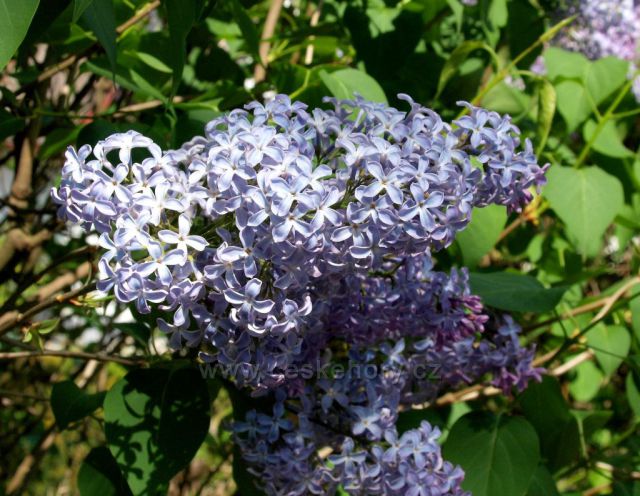 Šeříkové varianty