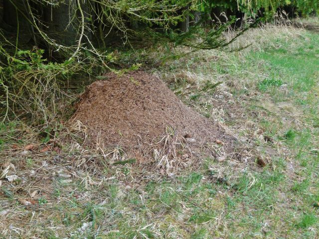 Kunvald - mraveniště v údolí Rokytenky