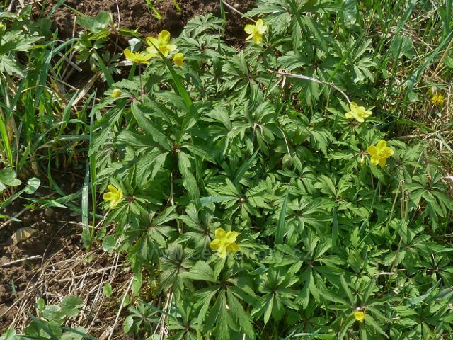 Žamberk - sasanka pryskyřníkovitá u mostku přes Rokytenku pod Albertinem