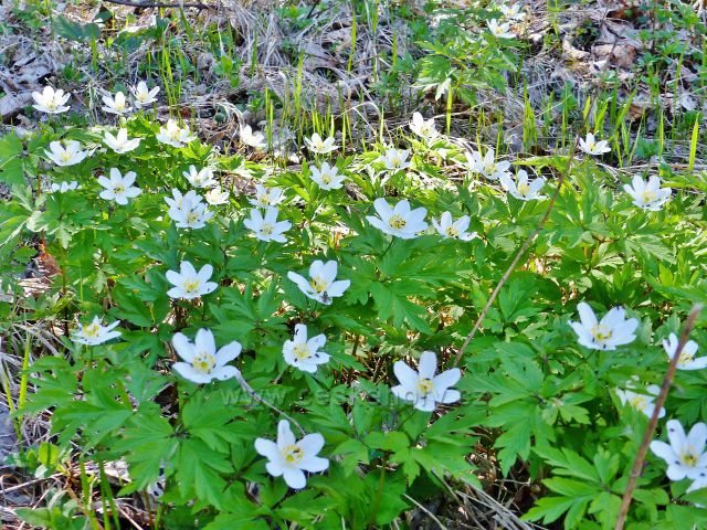 Porost sasanky hajní u rozcestí Svatá Trojice