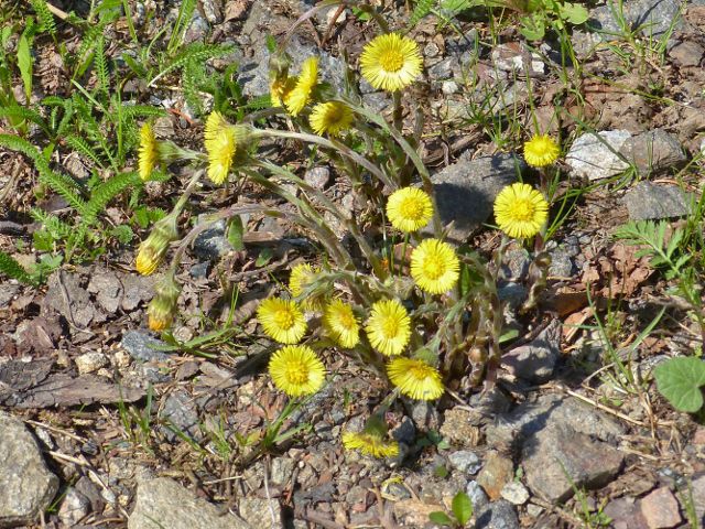 Kvetoucí podběl na břehu říčky Březné
