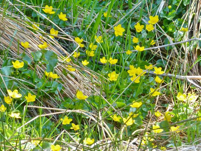 Blatouch bahenní na břehu říčky Březné