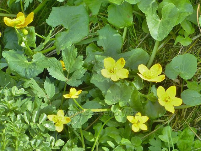 Blatouch bahenní na okraji pastviny v Písařovském sedle