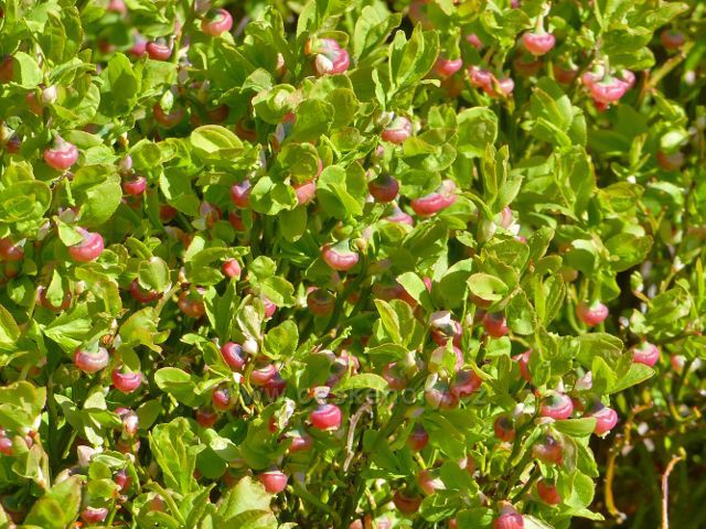 Mlýnický Dvůr - kvetoucí keříky brusnice borůvky u cesty z Písařova