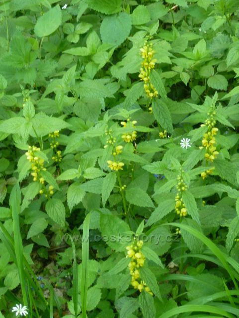 Česká Ves - hluchavka žlutá alias pitulník žlutý