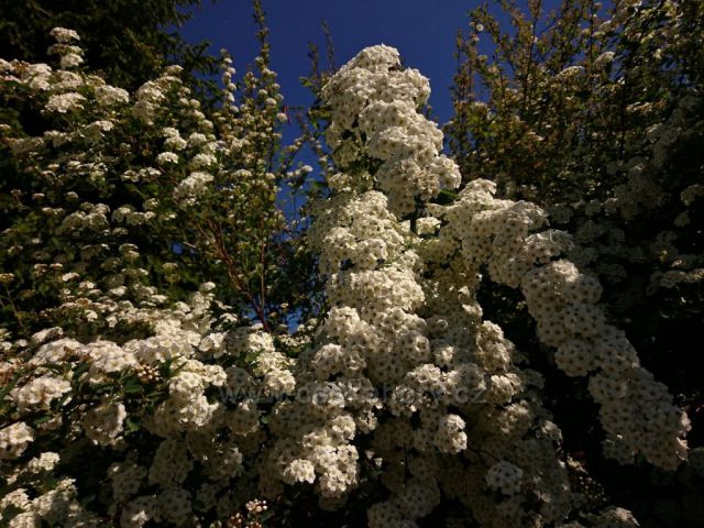 Hanušovická vrchovina