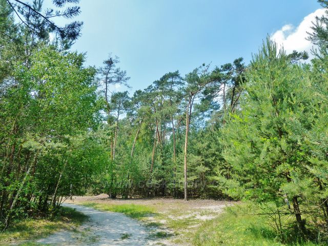Tupadly - cesta po okruhu Václava Levého vede převážně borovým lesem 