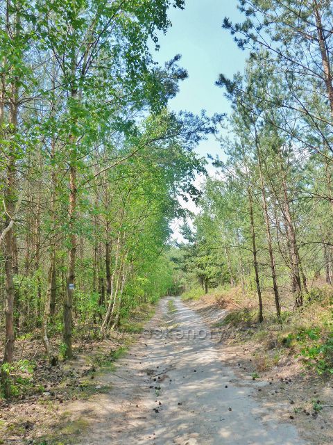 Tupadly - cesta po modré TZ k reliéfu "Had" vede převážně borovým lesem