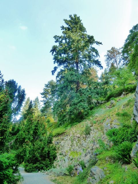 Průhonice - zámecký park, přírodní skalka nad Botičem
