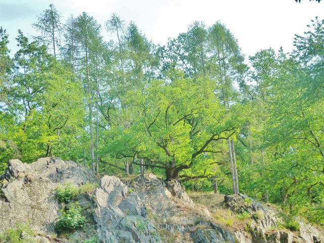 Průhonice - 
lesní porost na skalní stěně v Zámeckém parku