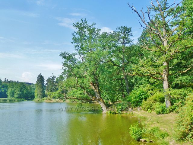 Průhonice -Zámecký park, porost na břehu rybníku Lebeška