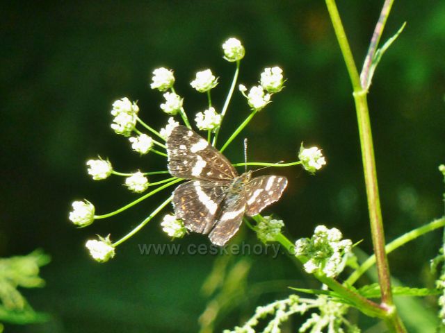 Mladkov - motýl bělopásek u Mladkovské "bunkrovky"