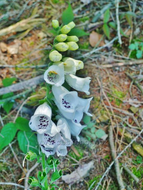 Mladkov - bílá forma květů náprstníku u bývalé mladkovské lesní školky