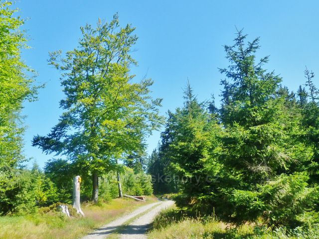 Písařov - rozcestí "Hrubý les" na červené a modré TZ