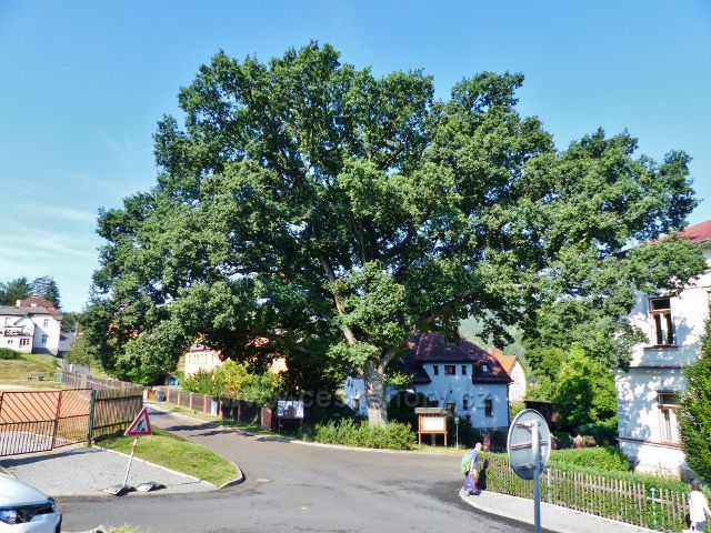 Bečov nad Teplou - památný dub letní u hudební školy