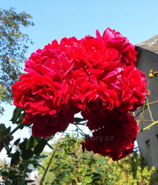 Poslední letní růže v Havlovicích