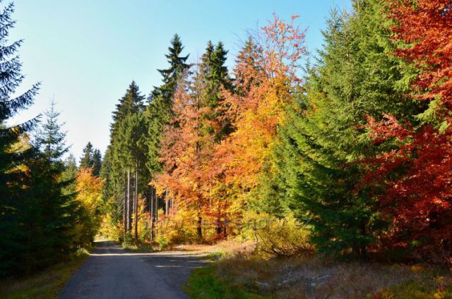 Hřebenovka-barvy podzimu
