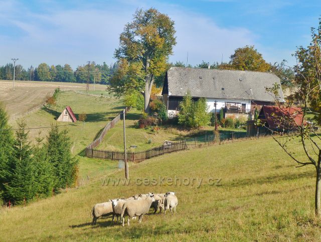 Pastva ovcí u samoty nad Kunvaldem