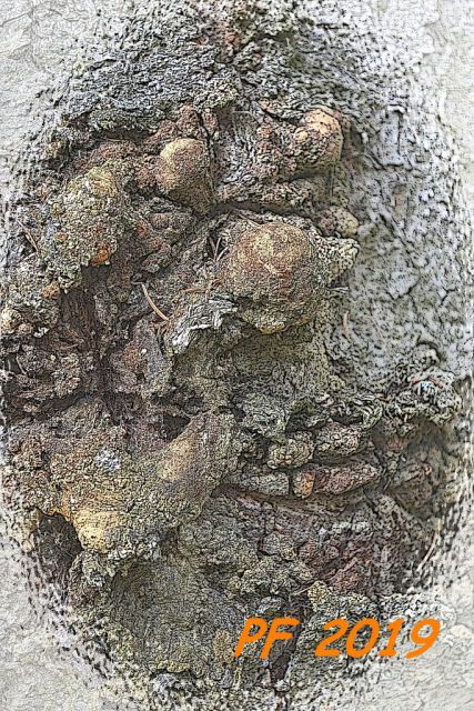 Pryskýřník smrkový krkonošský