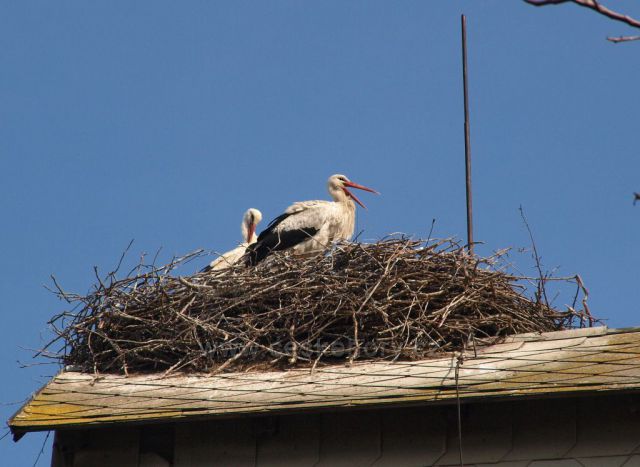 Čápi v Havlovicích