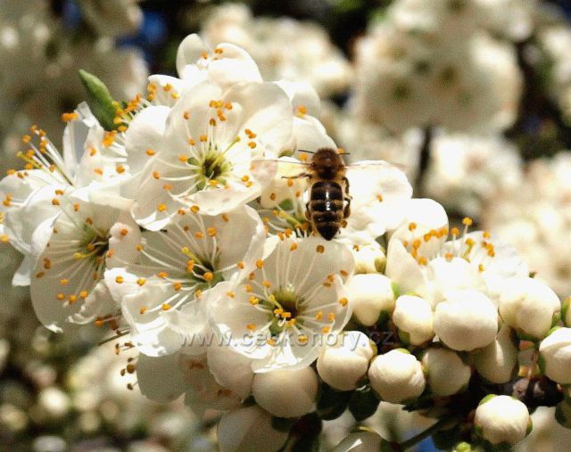 Včelí pastva v Havlovicích