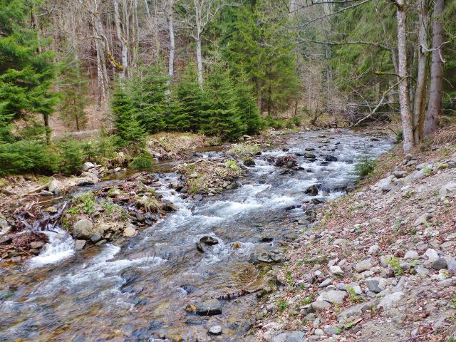 Kamenité řečiště horního toku Moravy dává vznikat mnoha peřejím
