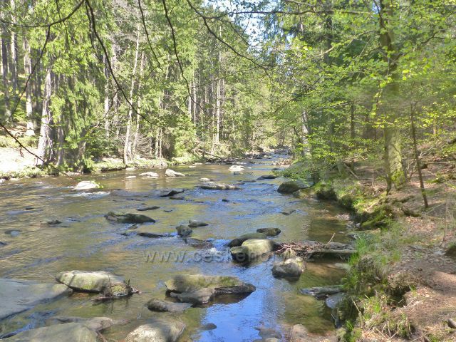 Již klidný tok Divoké Orlice v mírně kamenitém řečišti před Pašeráckou lávkou