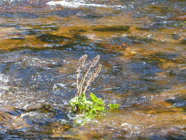 Devětsil lékařský v řečišti Divoké Orlice v dolní části PR Zemská brána