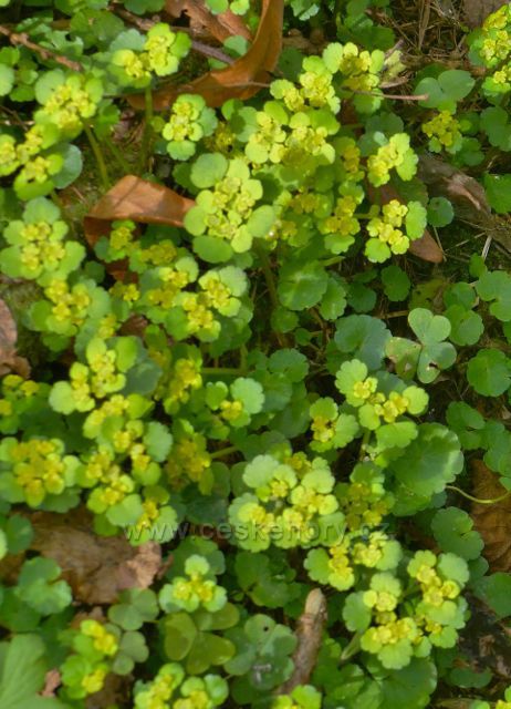 Mokrýš střídavolistý u cesty z Hadince  na Vysoký kořen