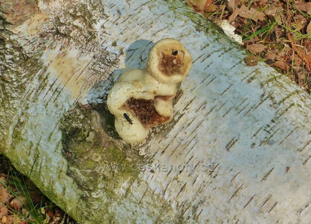 Plodnice choroše březovníku obecného na březovém kmenu v PR Baroch