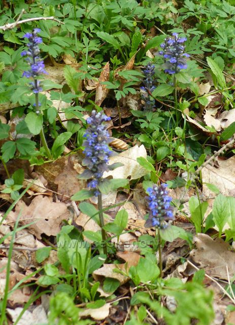 Zběhovec v Kunětickém lese