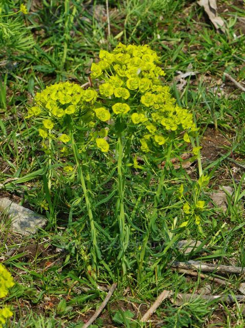 Kunětická hora -trs pryšce chvojky na svahu skalnatého vrchu