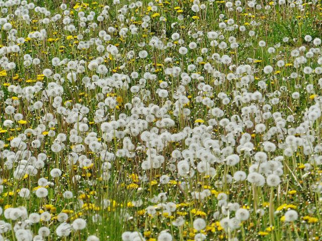 Písečná - pampelišky po odkvětu