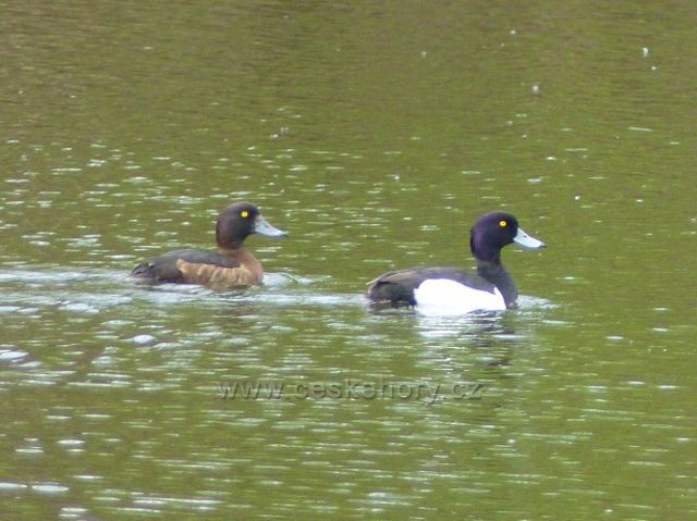Párek potápivých kachen poláků