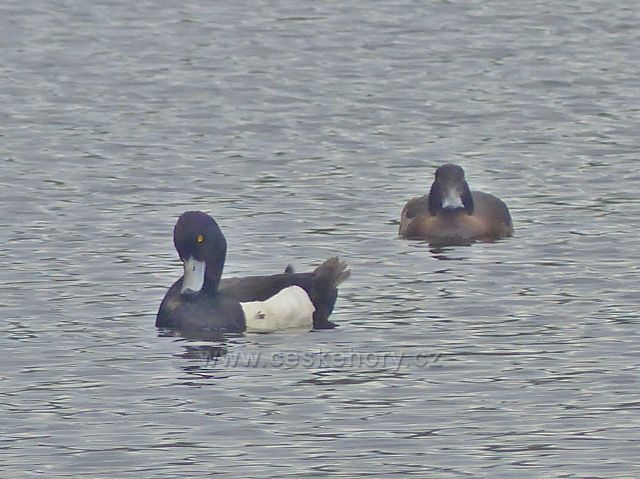 Potápivé kachny poláci na Kalouskovo rybníku