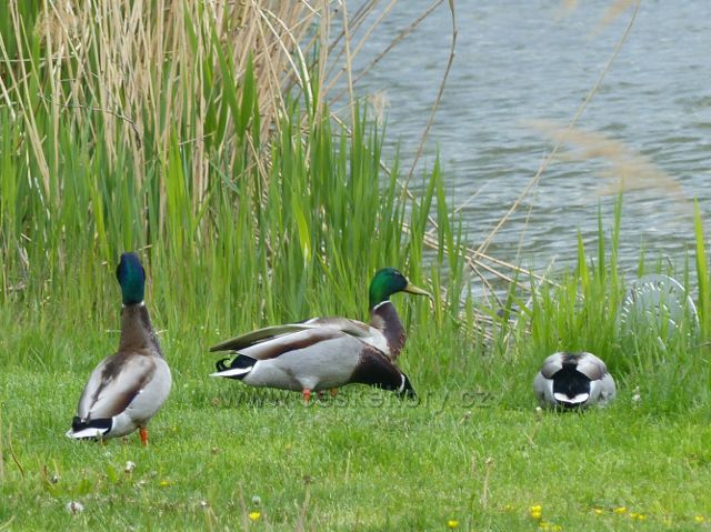 Kachny březňačky na pastvě u Nového rybníka