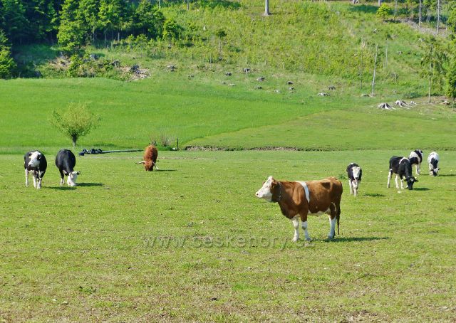 Hlavná - pastva skotu