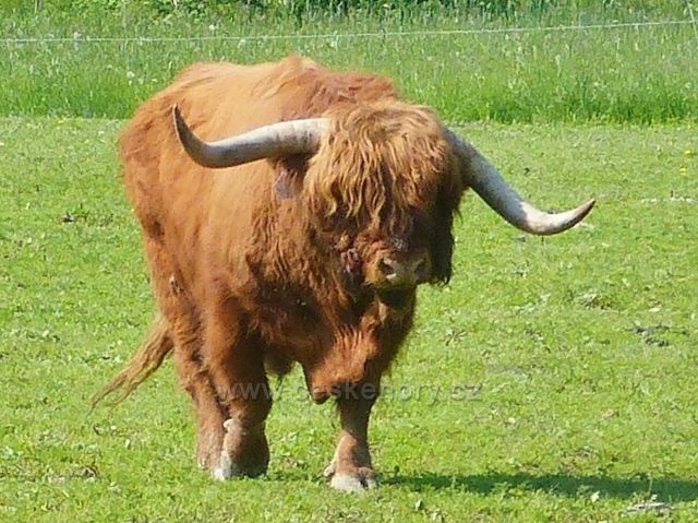 Hlavná - býk na pastvě