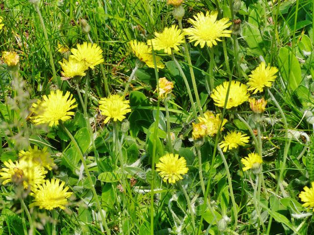 Žampach - žluté květy pampelišek vystřídaly na této pastvině stejně žluté květy jestřábníku