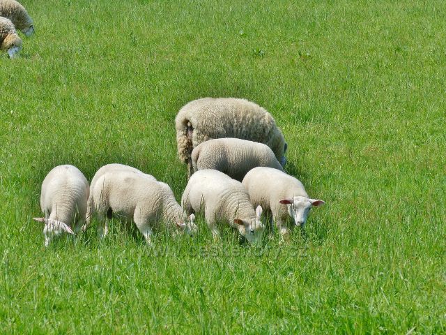 Pastva ovcí pod Horou