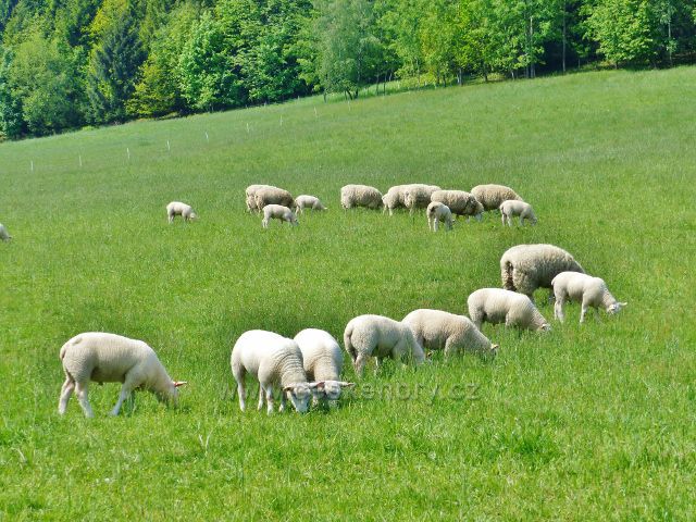 Pastva ovcí pod Horou