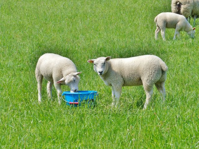 I ovečky mají žízeň (pastvina pod Horou)